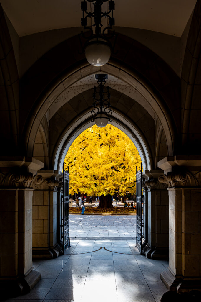 外には、大輪のイチョウ並木が目に入る