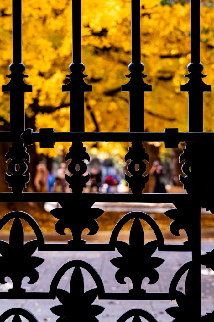 特徴的な門扉越しのイチョウ並木