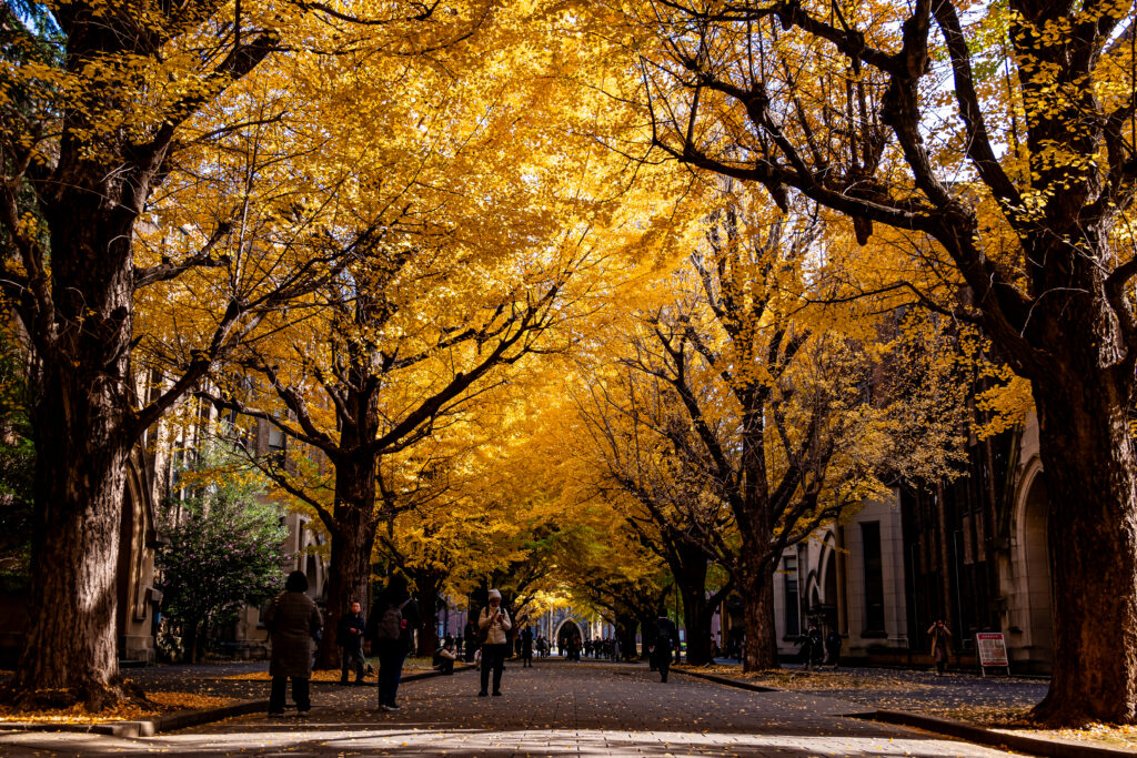 構内には、数多くの訪問者がイチョウ並木に触れている