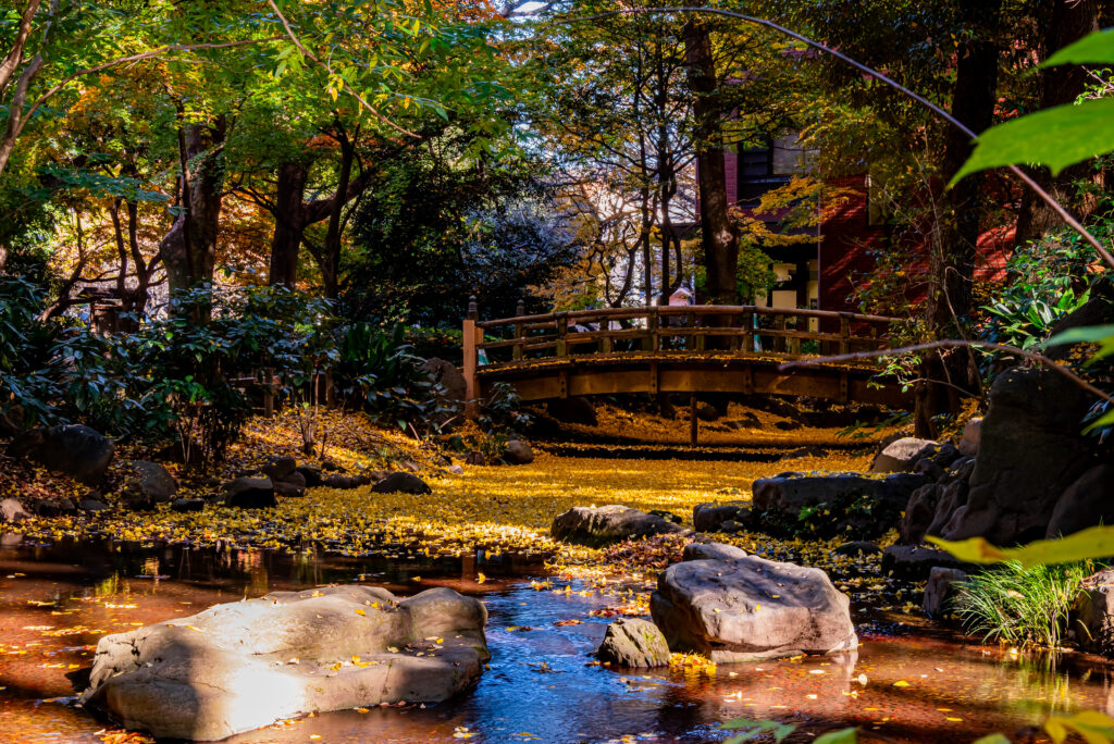 イチョウの葉が一面に