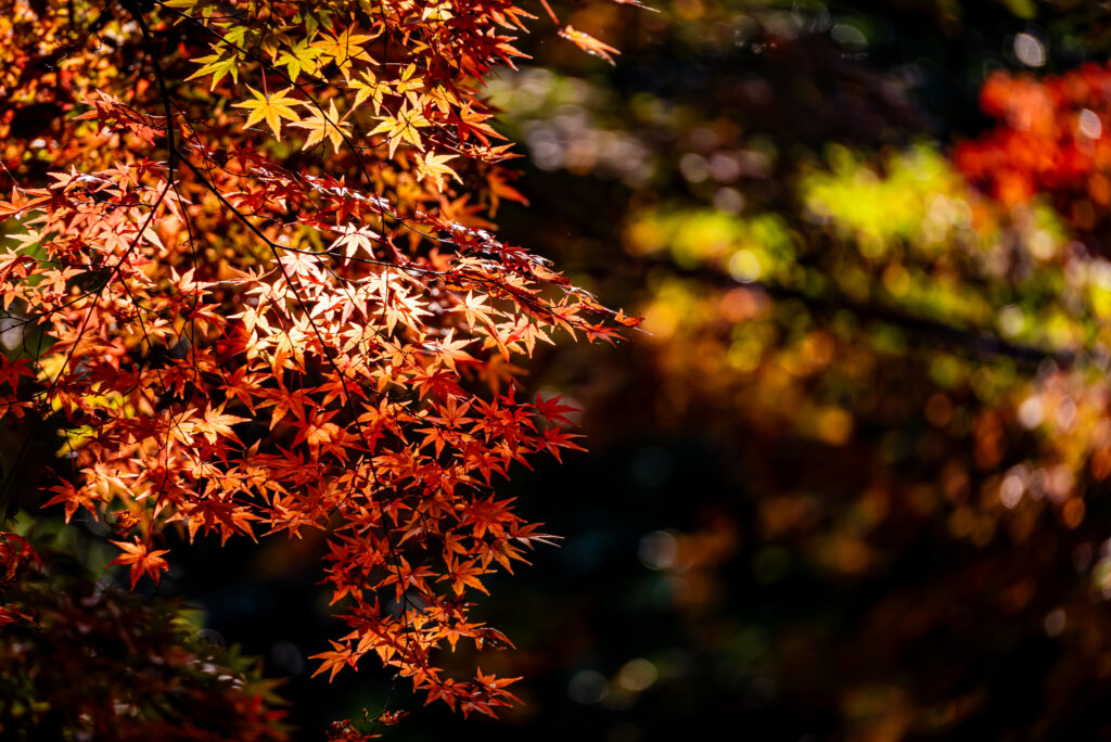 朝の光がキラキラと
