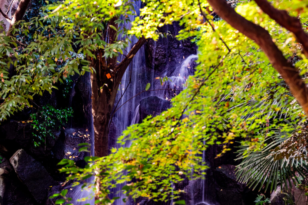 緑モミジの向こうに落ちる男滝