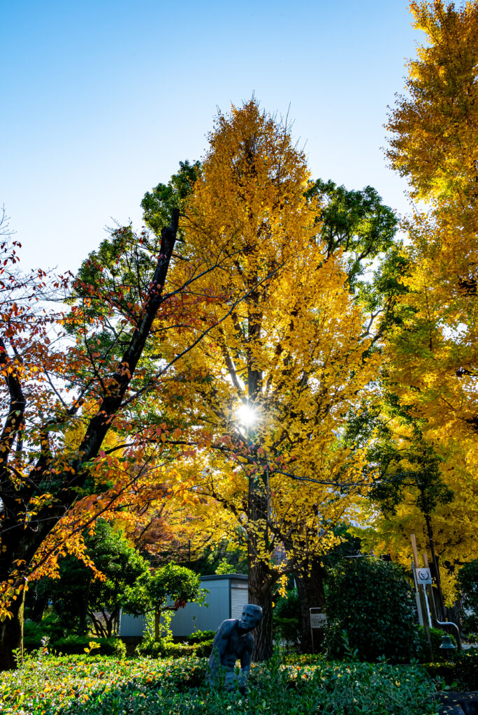東京都の木「イチョウ」も素晴らしい