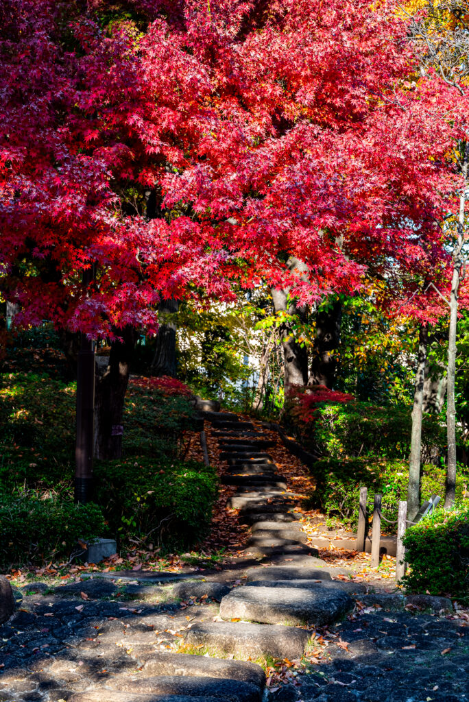 段差を活用した遊歩道も整備されている