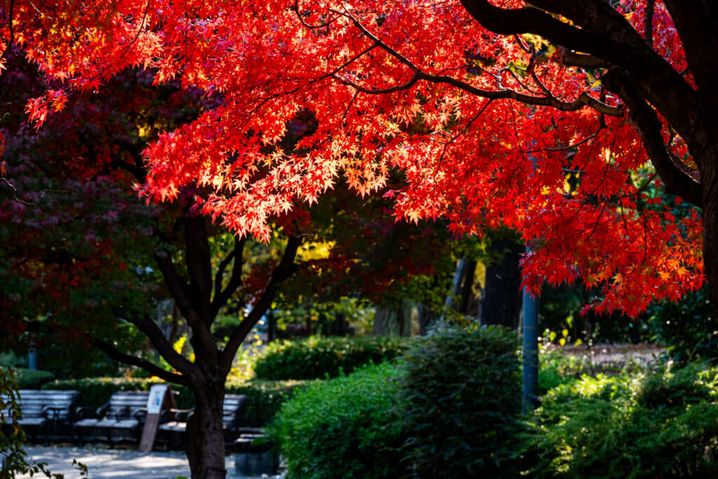 光を浴びたグラデーションが素敵だ