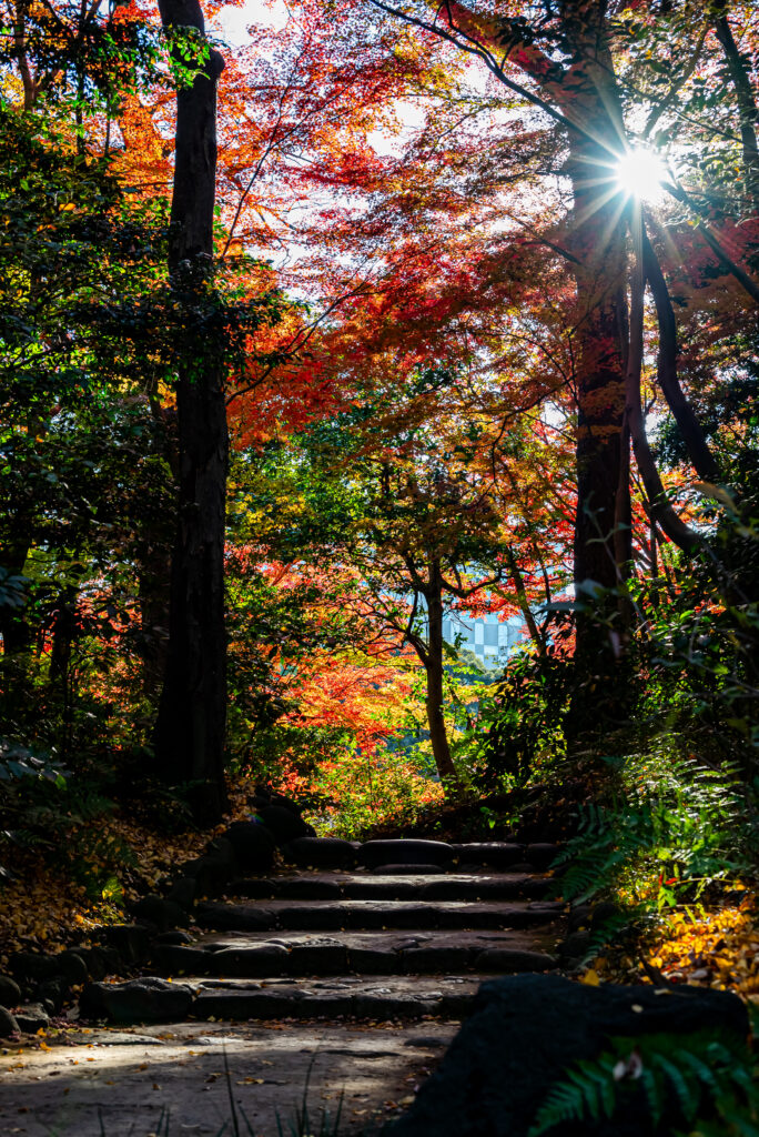 木漏れ日が朱色を引き立てる