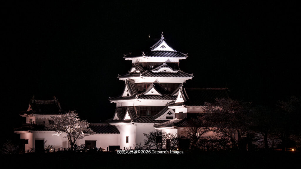 夜桜大洲城東の正面/2025.03.31.撮影