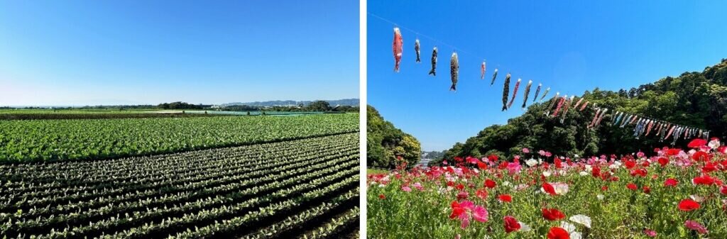 大根&キャベツのダイナミックな農業景観(左)、初夏の訪れを告げる「くりはま花の国」